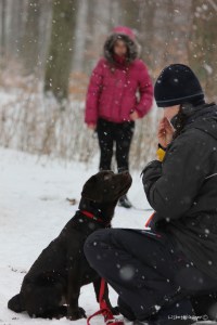 Puppy class. Photo: Lisbeth Ganer