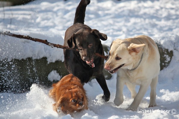 Dog paradise. Photo: Lisbeth Ganer