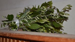 Olive branches. Photo: Unni Holtedahl